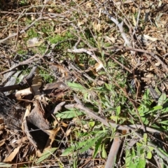 Cynoglossum australe at Symonston, ACT - 16 Sep 2021 03:26 PM