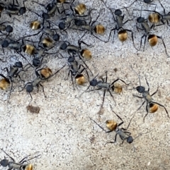 Polyrhachis ammon (Golden-spined Ant, Golden Ant) at Tuggeranong DC, ACT - 16 Sep 2021 by RAllen