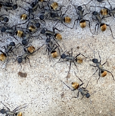 Polyrhachis ammon (Golden-spined Ant, Golden Ant) at Tuggeranong DC, ACT - 16 Sep 2021 by RAllen