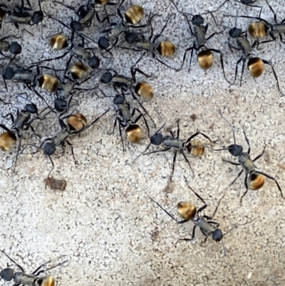 Polyrhachis ammon (Golden-spined Ant, Golden Ant) at Wanniassa Hill - 16 Sep 2021 by RAllen