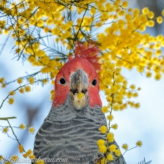 Callocephalon fimbriatum (Gang-gang Cockatoo) at GG139 - 11 Sep 2021 by BIrdsinCanberra