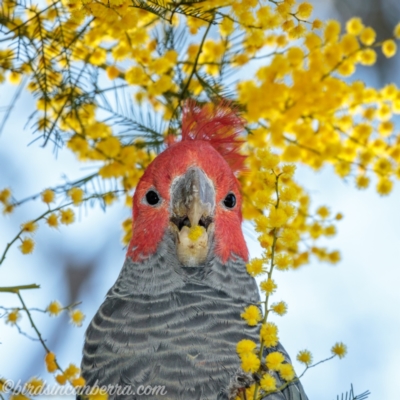 Callocephalon fimbriatum (Gang-gang Cockatoo) at Deakin, ACT - 12 Sep 2021 by BIrdsinCanberra