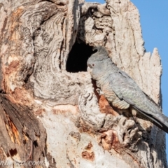 Callocephalon fimbriatum at Deakin, ACT - suppressed