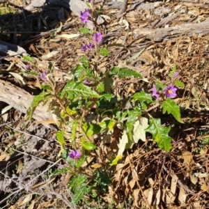 Solanum cinereum at Symonston, ACT - 16 Sep 2021