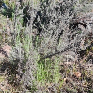 Chrysocephalum semipapposum at Garran, ACT - 16 Sep 2021