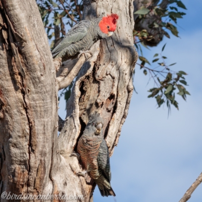 Callocephalon fimbriatum (Gang-gang Cockatoo) at Red Hill, ACT - 11 Sep 2021 by BIrdsinCanberra