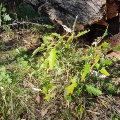 Solanum cinereum (Narrawa Burr) at Mount Mugga Mugga - 16 Sep 2021 by Mike
