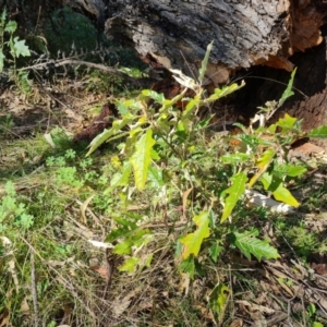 Solanum cinereum at Garran, ACT - 16 Sep 2021