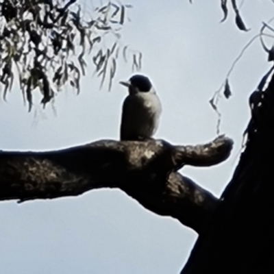 Cracticus torquatus (Grey Butcherbird) at Mount Mugga Mugga - 16 Sep 2021 by Mike