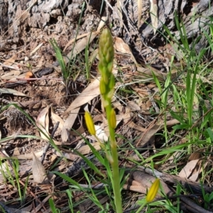 Bulbine sp. at Garran, ACT - 16 Sep 2021