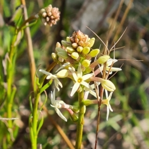 Stackhousia monogyna at Garran, ACT - 16 Sep 2021 02:52 PM