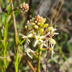 Stackhousia monogyna (Creamy Candles) at Garran, ACT - 16 Sep 2021 by Mike