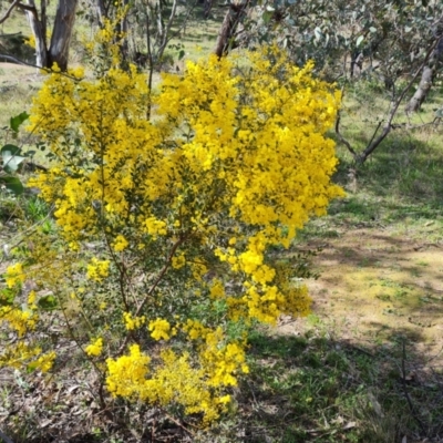 Acacia buxifolia subsp. buxifolia (Box-leaf Wattle) at Mount Mugga Mugga - 16 Sep 2021 by Mike
