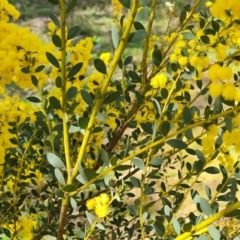 Acacia buxifolia subsp. buxifolia at Garran, ACT - 16 Sep 2021
