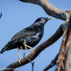 Ptilonorhynchus violaceus (Satin Bowerbird) at Red Hill Nature Reserve - 11 Sep 2021 by BIrdsinCanberra