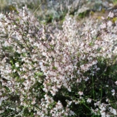 Cryptandra amara (Bitter Cryptandra) at Garran, ACT - 16 Sep 2021 by Mike