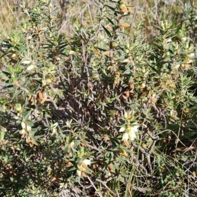 Melichrus urceolatus (Urn Heath) at Mount Mugga Mugga - 16 Sep 2021 by Mike