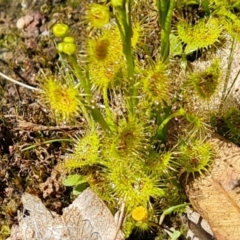 Drosera (genus) (A Sundew) at Garran, ACT - 16 Sep 2021 by Mike