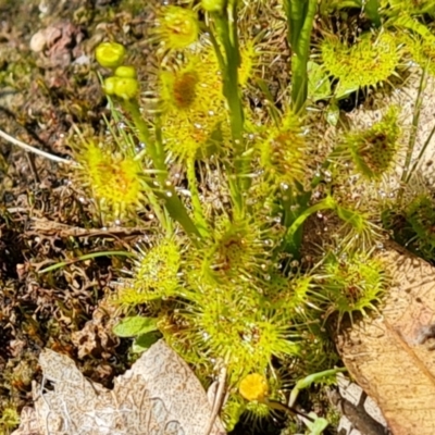 Drosera sp. (A Sundew) at Mount Mugga Mugga - 16 Sep 2021 by Mike