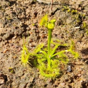 Drosera sp. at Garran, ACT - 16 Sep 2021 02:38 PM