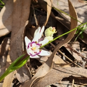 Wurmbea dioica subsp. dioica at O'Malley, ACT - 16 Sep 2021