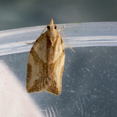 Epiphyas (genus) (A Tortrid moth) at Higgins, ACT - 15 Sep 2021 by AlisonMilton