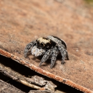 Euophryinae sp.(Striped Capuchin- undescribed) at Bruce, ACT - 16 Sep 2021