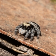 Euophryinae sp.(Striped Capuchin- undescribed) (Striped Capuchin Jumping Spider) at Black Mountain - 16 Sep 2021 by Roger