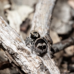 Euophryinae sp.(Striped Capuchin- undescribed) at Bruce, ACT - 16 Sep 2021