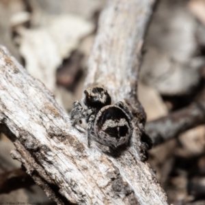 Euophryinae sp.(Striped Capuchin- undescribed) at Bruce, ACT - 16 Sep 2021