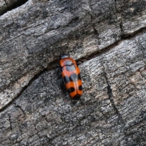 Episcaphula australis at Majura, ACT - 15 Sep 2021 05:54 PM