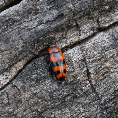 Episcaphula australis (Fungus beetle) at Mount Ainslie - 15 Sep 2021 by Sarah2019