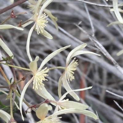 Clematis leptophylla (Small-leaf Clematis, Old Man's Beard) at Mount Ainslie - 16 Sep 2021 by Sarah2019