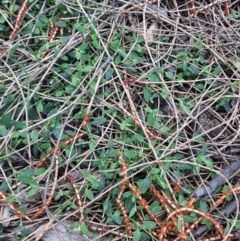 Einadia nutans (Climbing Saltbush) at Majura, ACT - 16 Sep 2021 by Sarah2019