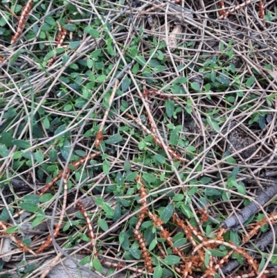 Einadia nutans (Climbing Saltbush) at Majura, ACT - 16 Sep 2021 by Sarah2019