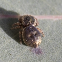 Simaethula sp. (genus) at Higgins, ACT - 16 Sep 2021