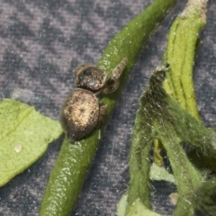 Simaethula sp. (genus) at Higgins, ACT - 16 Sep 2021