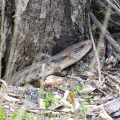 Tiliqua scincoides scincoides (Eastern Blue-tongue) at Mount Ainslie - 16 Sep 2021 by Sarah2019