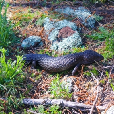 Tiliqua rugosa (Shingleback Lizard) at Mount Majura - 11 Sep 2021 by Sarah2019