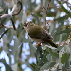 Melithreptus brevirostris (Brown-headed Honeyeater) at Majura, ACT - 16 Sep 2021 by jb2602