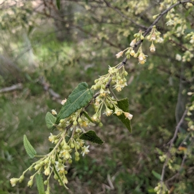 Gynatrix pulchella (Hemp Bush) at Watson, ACT - 16 Sep 2021 by abread111