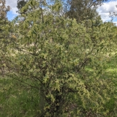 Gynatrix pulchella at Watson, ACT - 16 Sep 2021