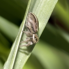 Hypoblemum scutulatum (A jumping spider) at Higgins, ACT - 16 Sep 2021 by AlisonMilton