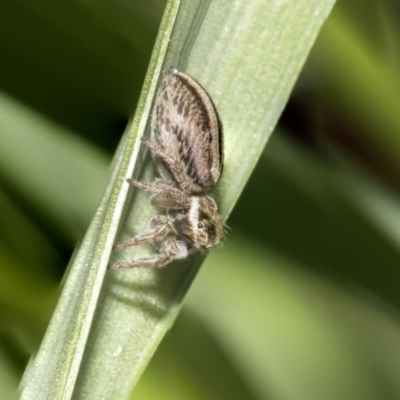 Maratus scutulatus (A jumping spider) at Higgins, ACT - 16 Sep 2021 by AlisonMilton