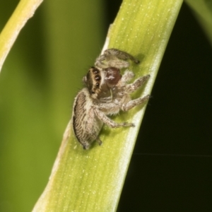 Maratus scutulatus at Higgins, ACT - 16 Sep 2021 11:12 AM