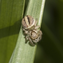 Maratus scutulatus at Higgins, ACT - 16 Sep 2021 11:12 AM