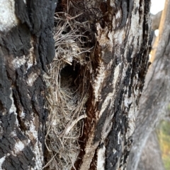 Acanthiza reguloides (Buff-rumped Thornbill) at Wanniassa Hill - 16 Sep 2021 by RAllen
