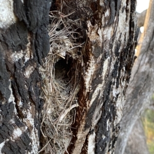 Acanthiza reguloides at Fadden, ACT - suppressed