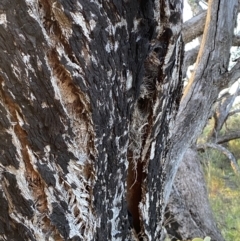 Acanthiza reguloides at Fadden, ACT - 16 Sep 2021