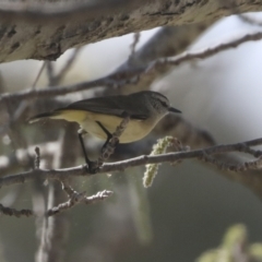 Acanthiza chrysorrhoa (Yellow-rumped Thornbill) at Holt, ACT - 15 Sep 2021 by AlisonMilton